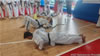 ASD Taekwondo Pesaro durante lo stage internazionale con i maestri spagnoli